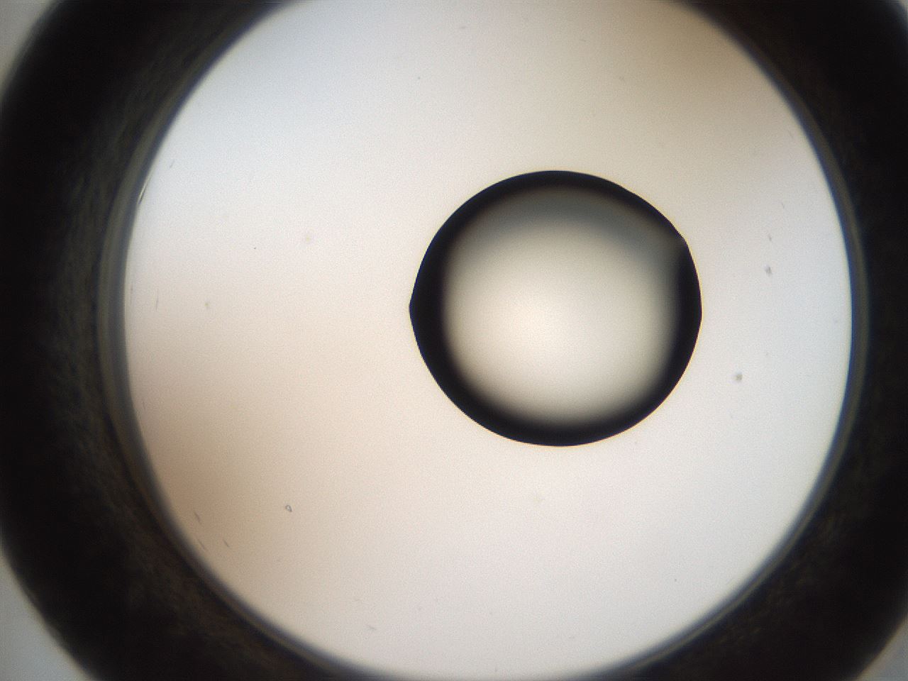 folderID250_plateID2250_batchID10282_wellNum55_profileID1_d2_r155560_ef.jpg