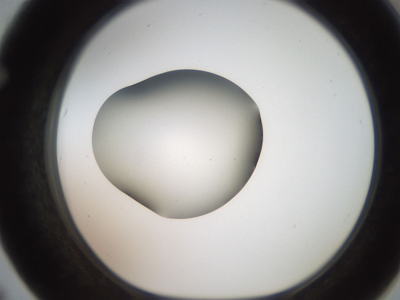 folderID250_plateID2250_batchID10282_wellNum67_profileID1_d1_r155583_ef.jpg