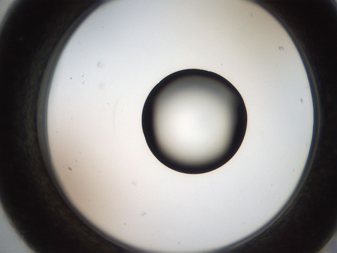 folderID250_plateID2250_batchID10282_wellNum68_profileID1_d2_r155586_ef.jpg