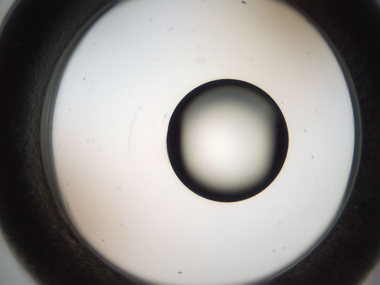 folderID250_plateID2250_batchID10282_wellNum69_profileID1_d2_r155588_ef.jpg
