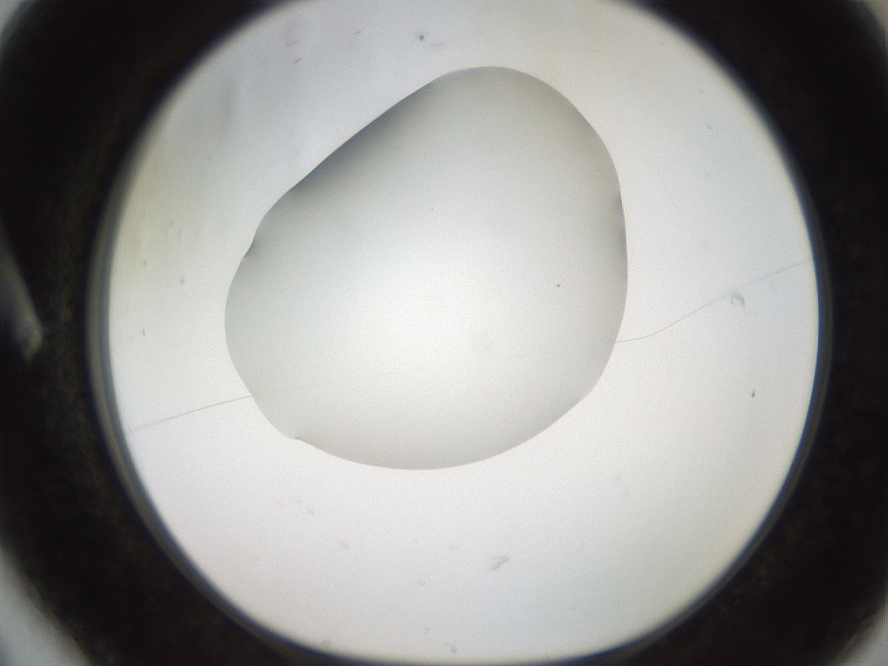 folderID250_plateID2250_batchID10282_wellNum6_profileID1_d1_r155461_ef.jpg