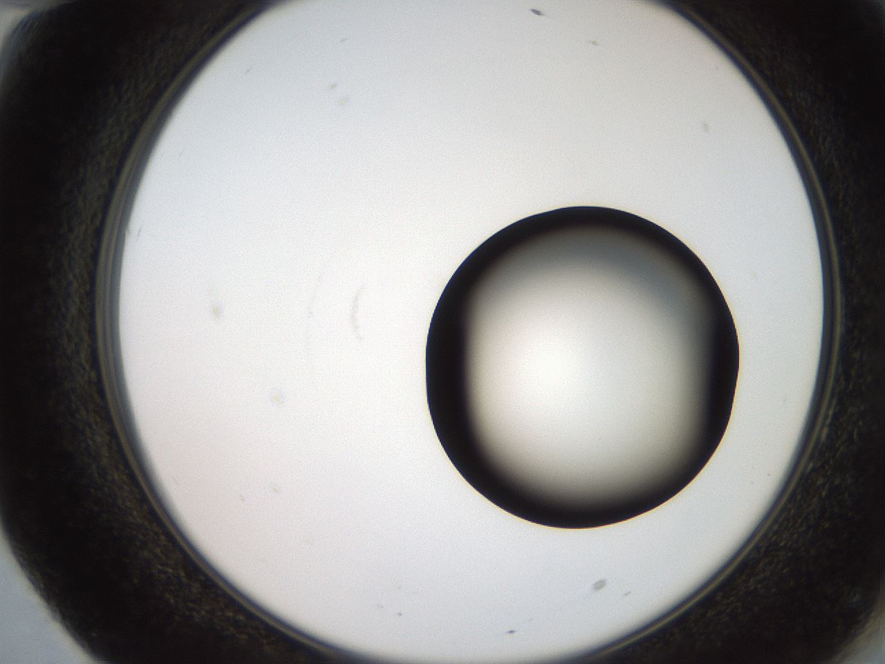 folderID250_plateID2250_batchID10282_wellNum70_profileID1_d2_r155590_ef.jpg
