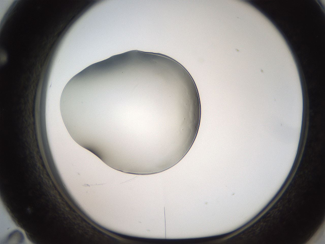 folderID250_plateID2250_batchID10282_wellNum71_profileID1_d1_r155591_ef.jpg