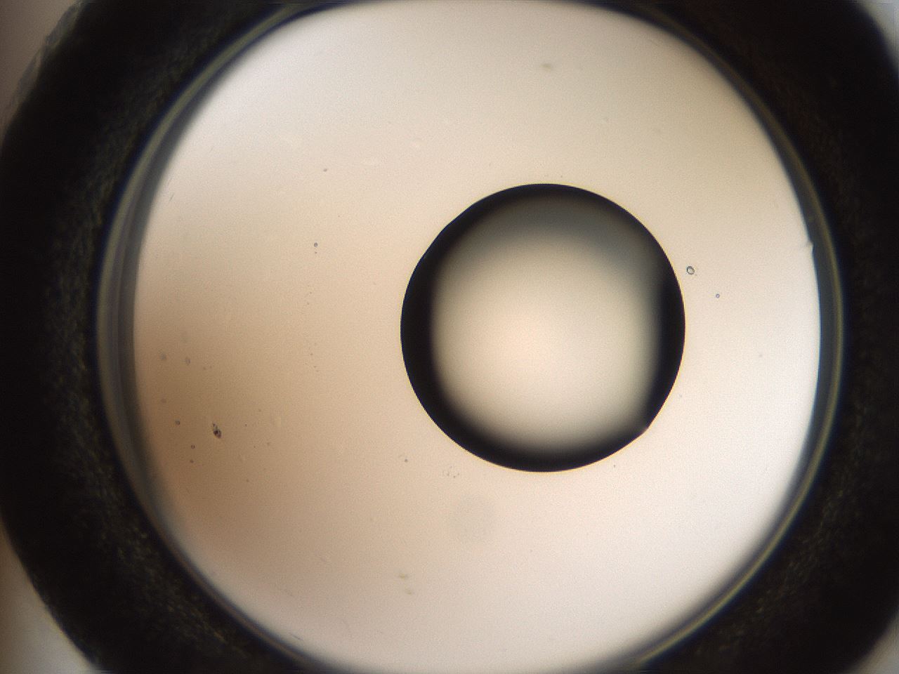 folderID250_plateID2250_batchID10282_wellNum73_profileID1_d2_r155596_ef.jpg