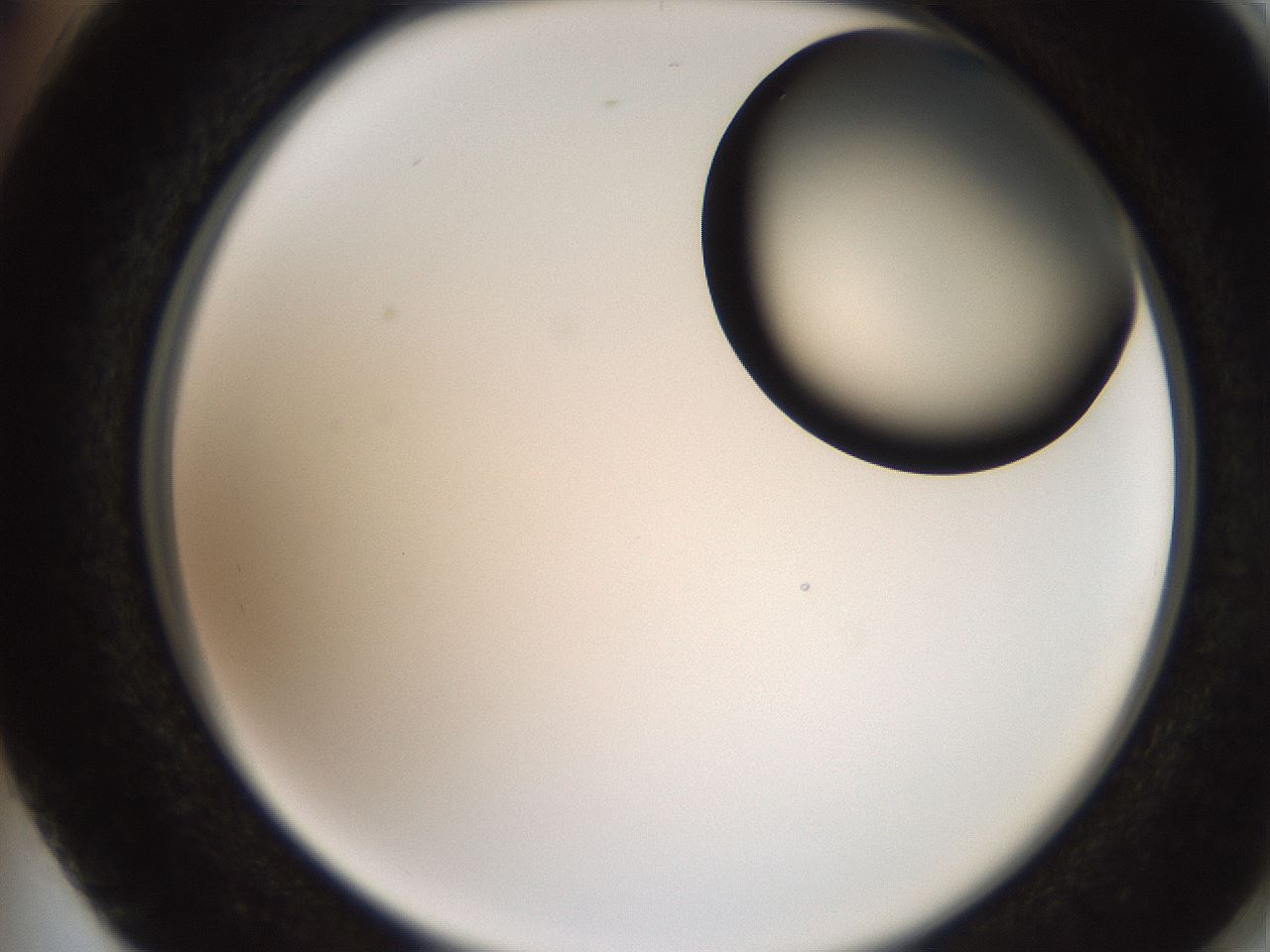 folderID250_plateID2250_batchID10282_wellNum74_profileID1_d2_r155598_ef.jpg