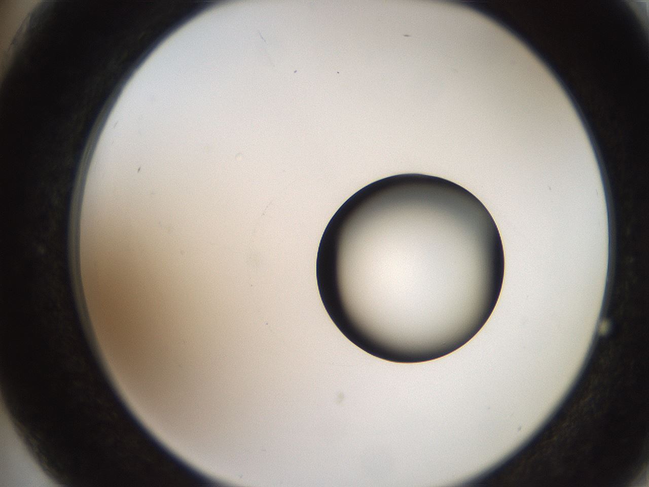 folderID250_plateID2250_batchID10282_wellNum75_profileID1_d2_r155600_ef.jpg