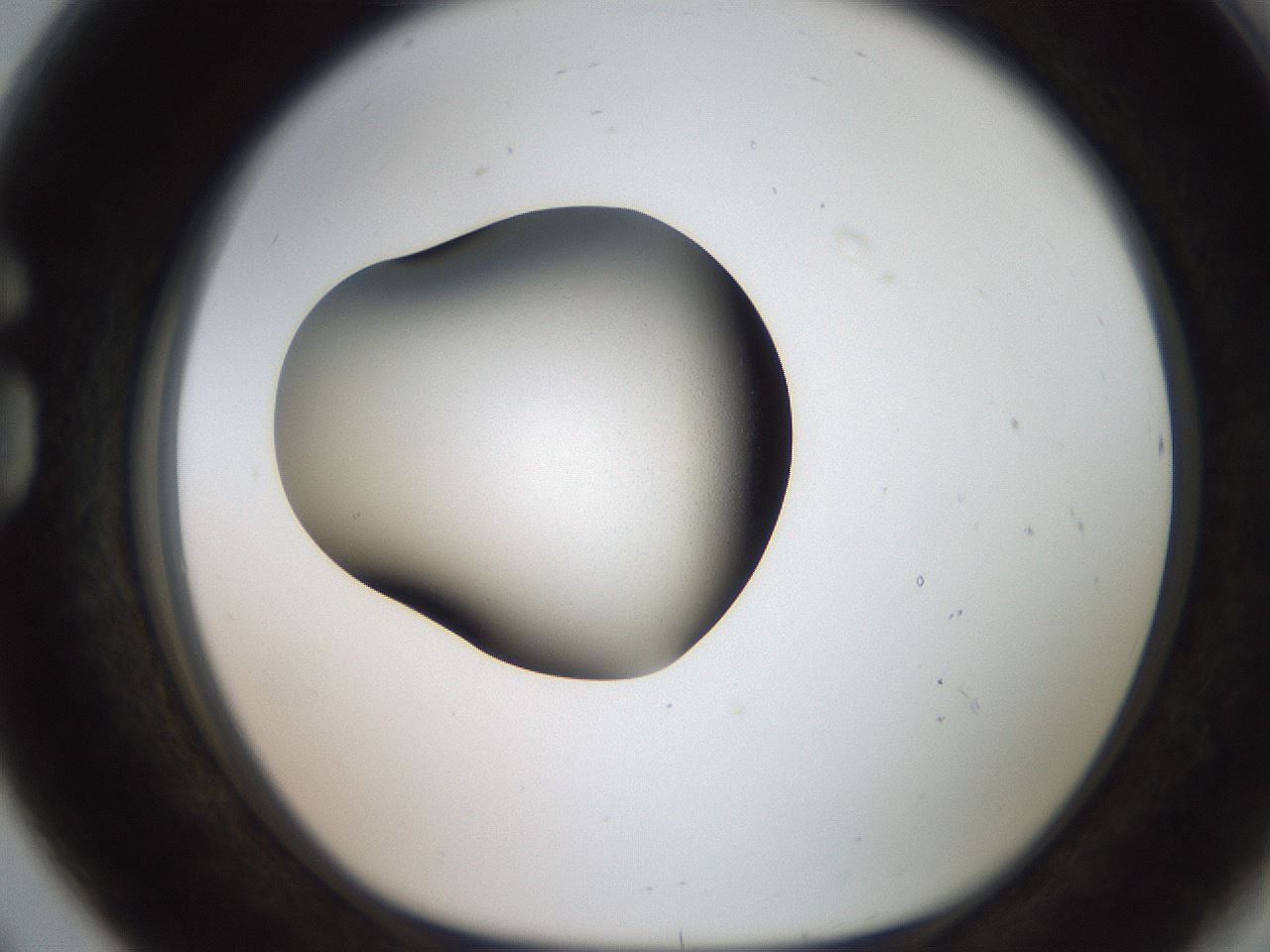 folderID250_plateID2250_batchID10282_wellNum80_profileID1_d1_r155609_ef.jpg