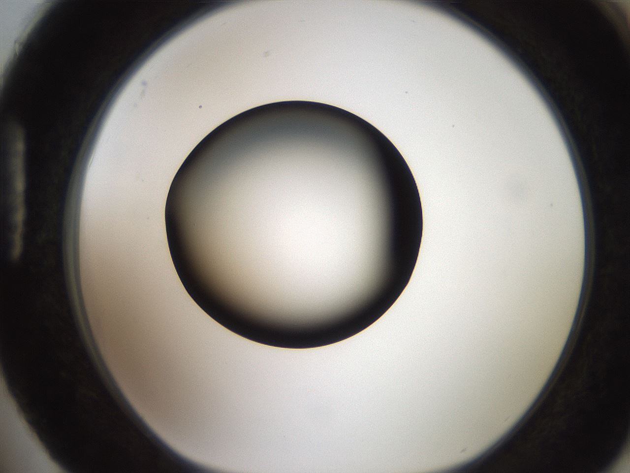 folderID250_plateID2250_batchID10282_wellNum88_profileID1_d1_r155625_ef.jpg