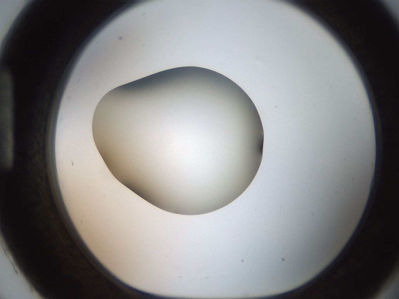 folderID250_plateID2250_batchID10282_wellNum93_profileID1_d1_r155635_ef.jpg