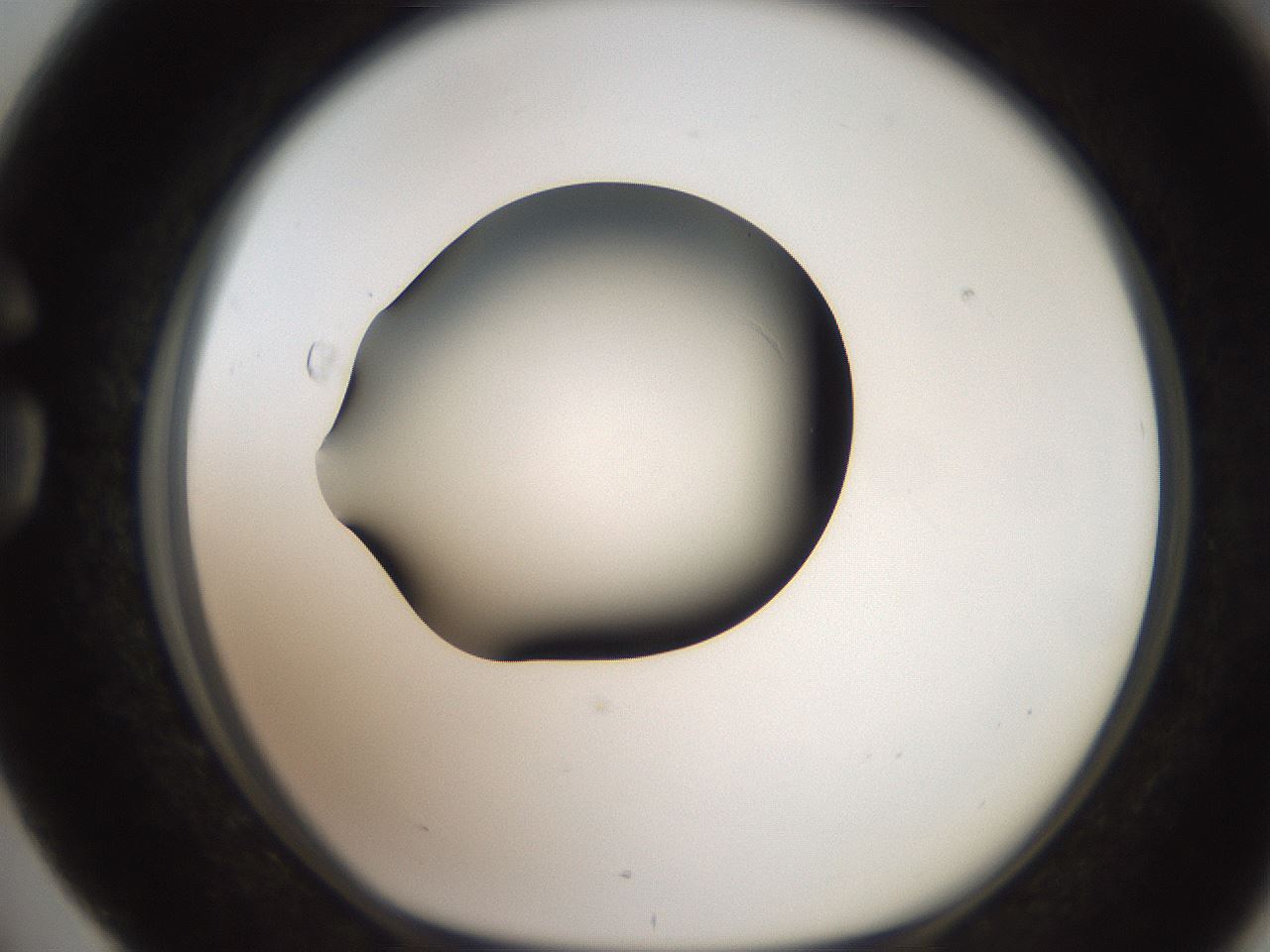 folderID250_plateID2250_batchID10282_wellNum76_profileID1_d1_r155601_ef.jpg