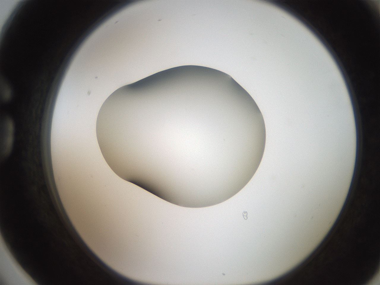 folderID250_plateID2250_batchID10282_wellNum78_profileID1_d1_r155605_ef.jpg