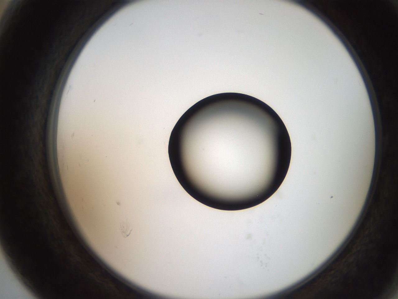 folderID250_plateID2250_batchID10282_wellNum79_profileID1_d2_r155608_ef.jpg