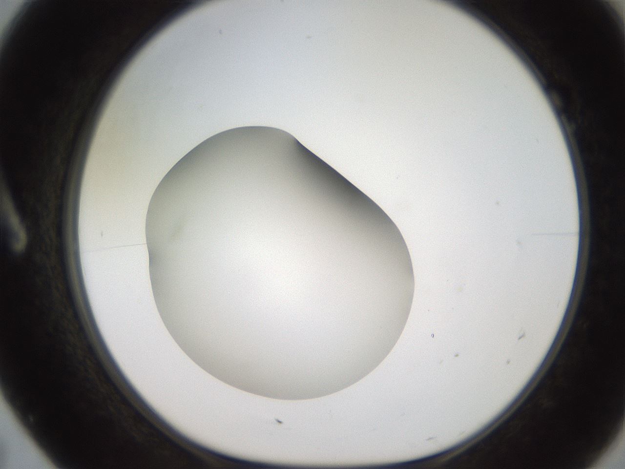 folderID250_plateID2250_batchID10282_wellNum7_profileID1_d1_r155463_ef.jpg