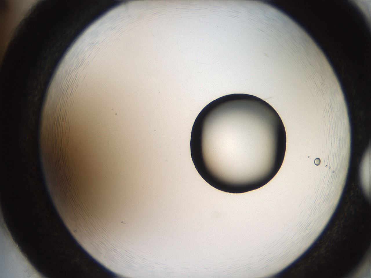 folderID250_plateID2250_batchID10282_wellNum86_profileID1_d2_r155622_ef.jpg