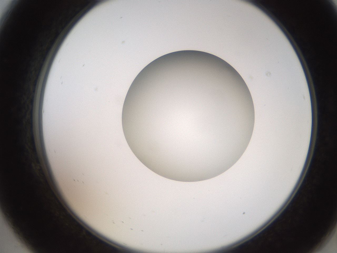 folderID250_plateID2250_batchID10282_wellNum8_profileID1_d2_r155466_ef.jpg