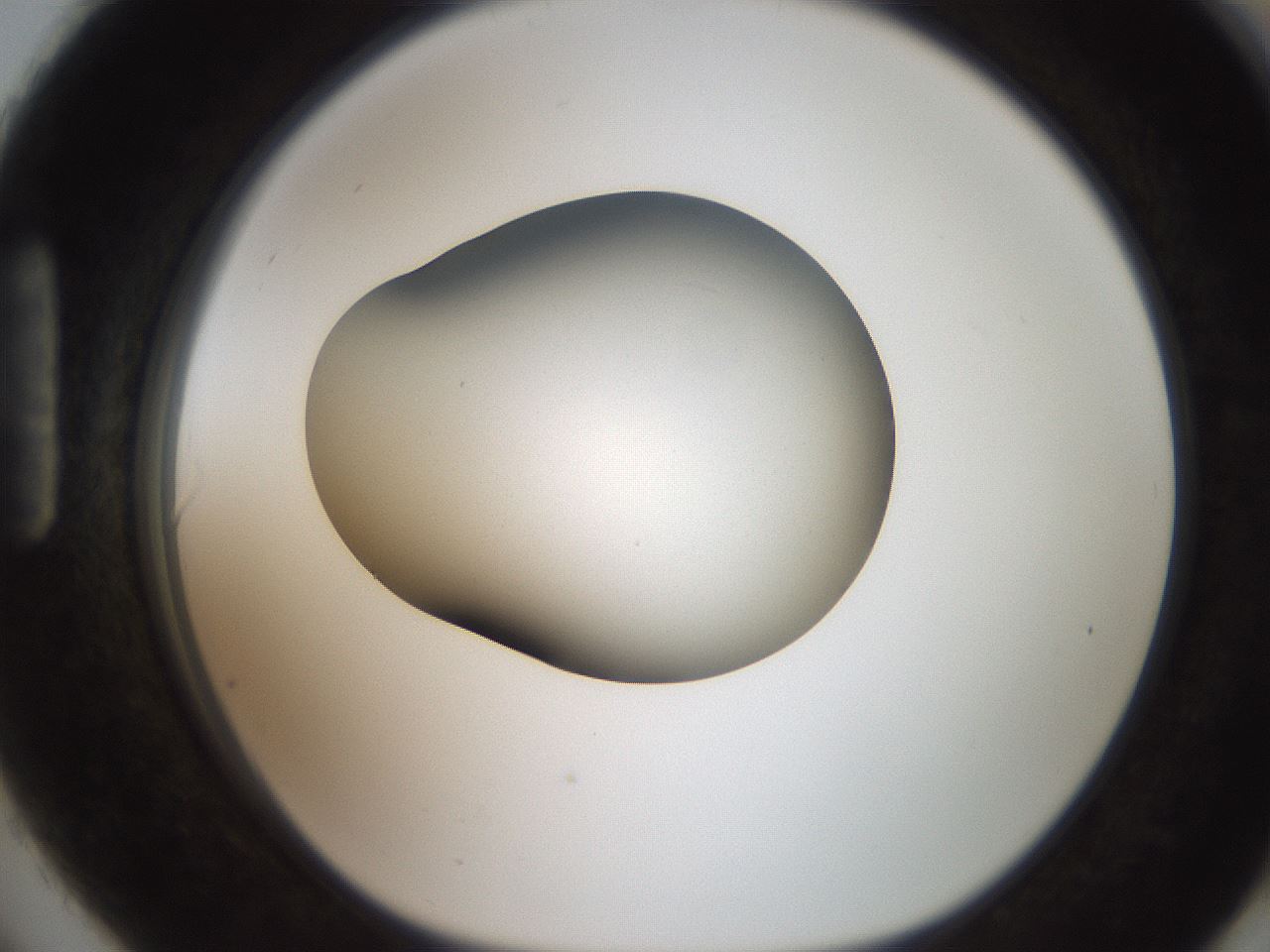 folderID250_plateID2250_batchID10282_wellNum90_profileID1_d1_r155629_ef.jpg