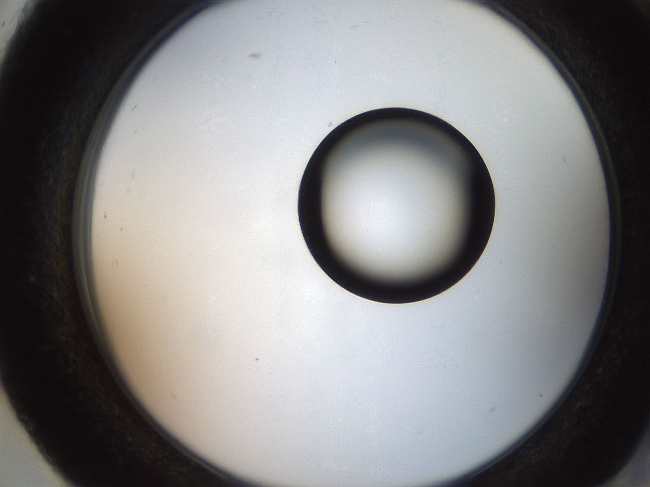 folderID250_plateID2250_batchID10282_wellNum93_profileID1_d2_r155636_ef.jpg