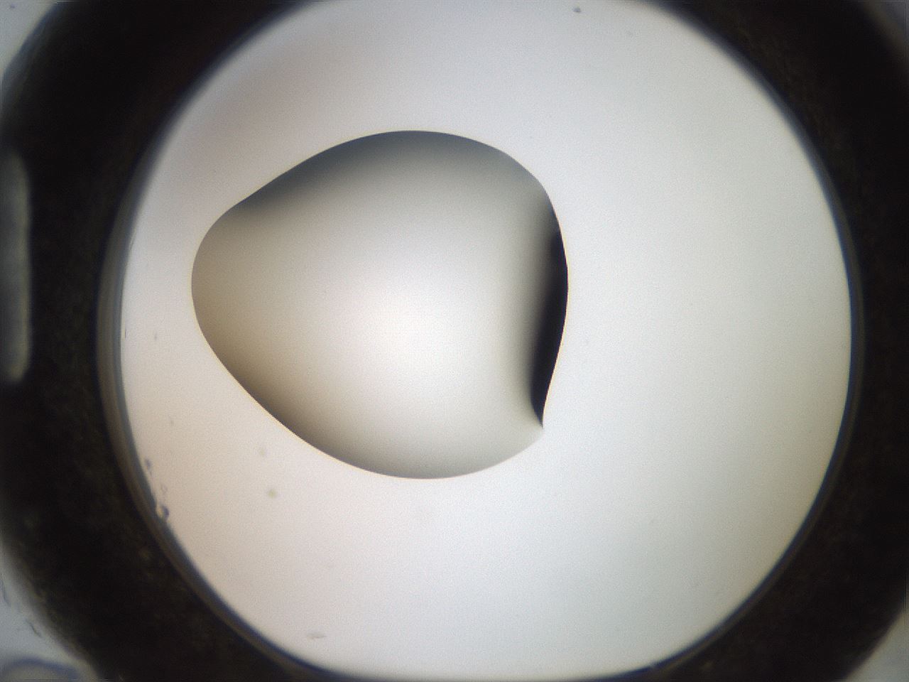 folderID250_plateID2250_batchID10282_wellNum94_profileID1_d1_r155637_ef.jpg