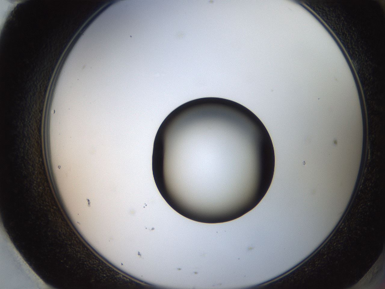 folderID250_plateID2250_batchID10282_wellNum95_profileID1_d2_r155640_ef.jpg