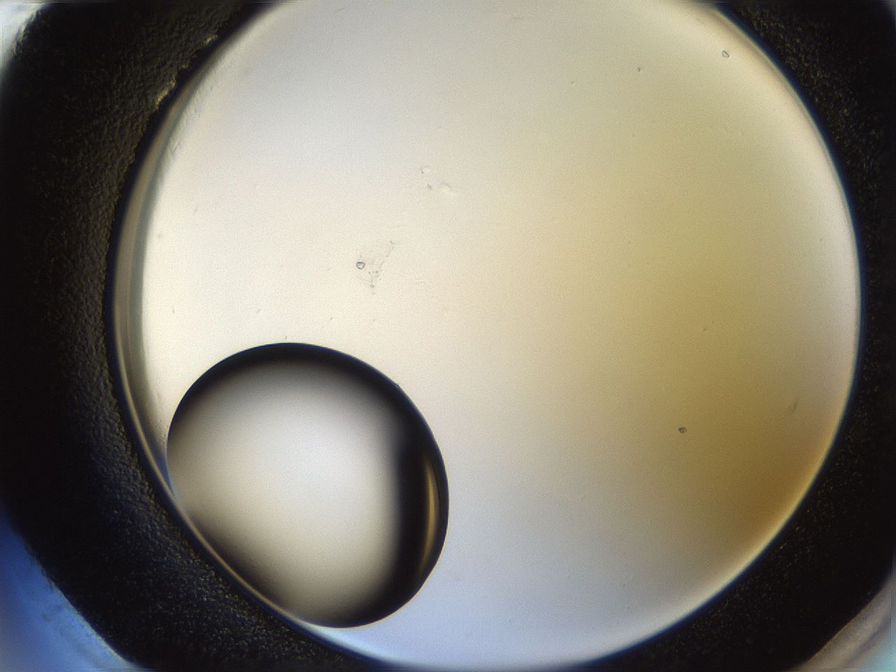 folderID250_plateID2250_batchID10282_wellNum96_profileID1_d2_r155642_ef.jpg