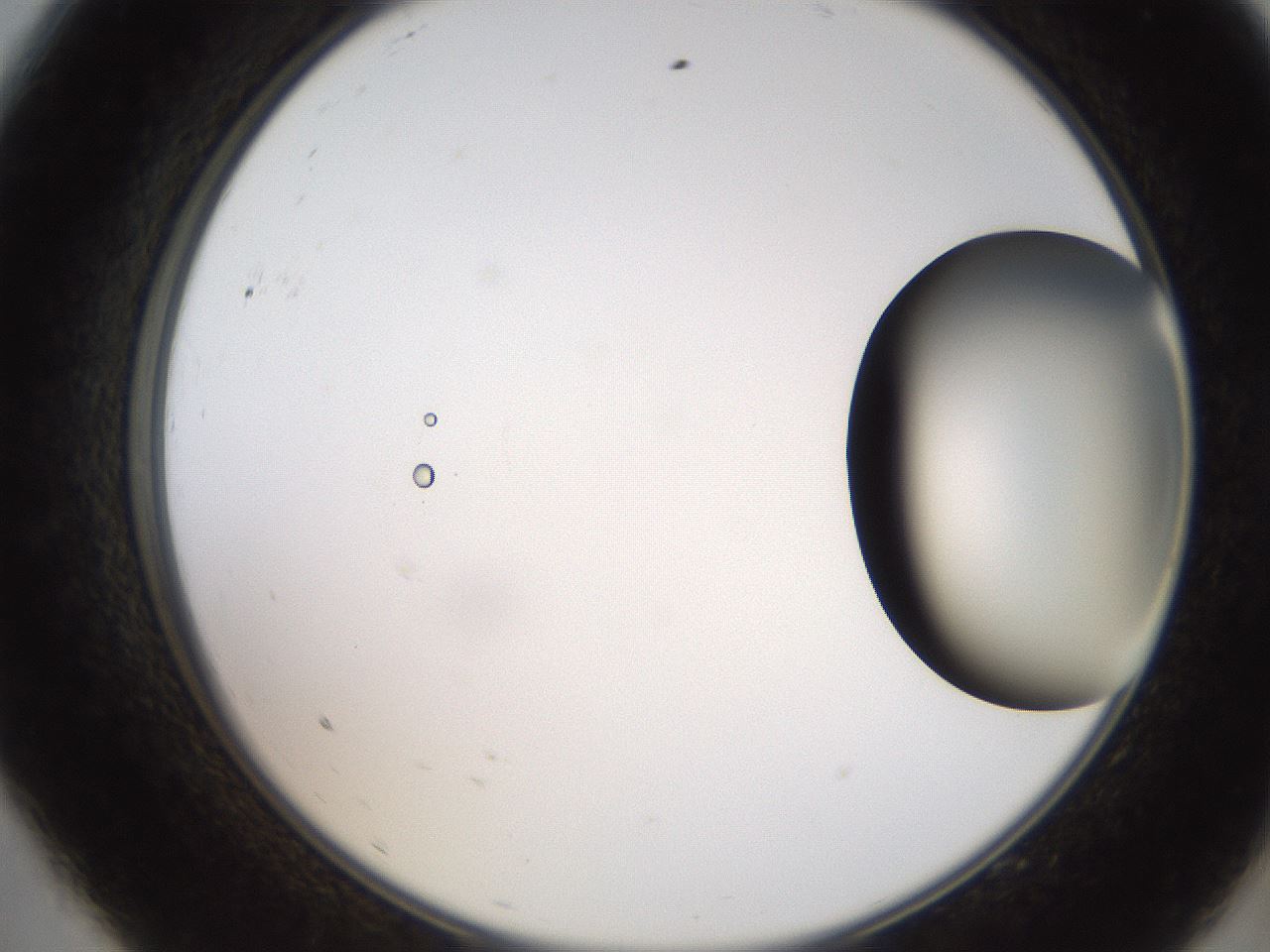 folderID250_plateID2250_batchID10282_wellNum9_profileID1_d2_r155468_ef.jpg