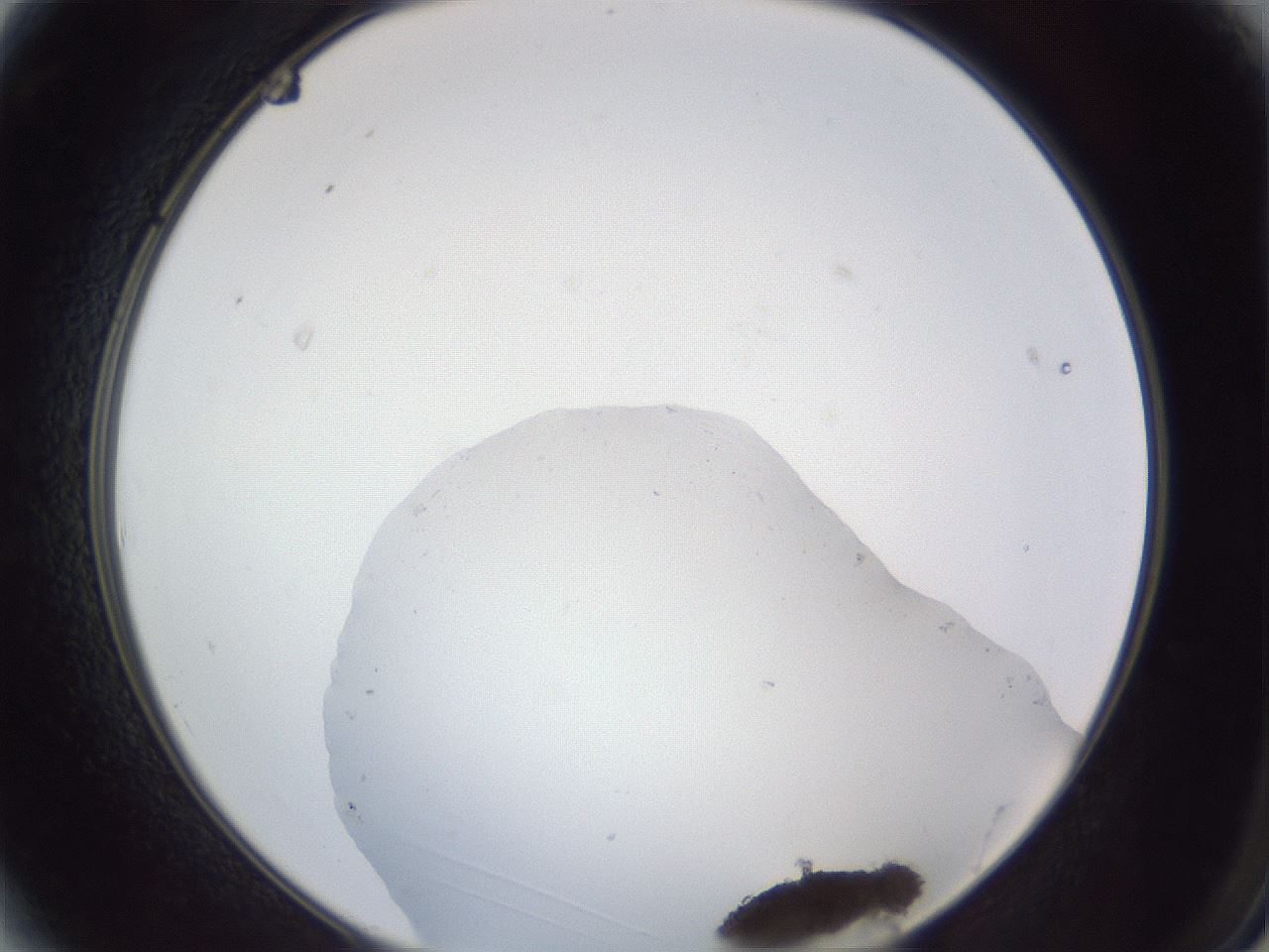 folderID252_plateID1252_batchID3920_wellNum3_profileID1_d2_r72467_ef.jpg