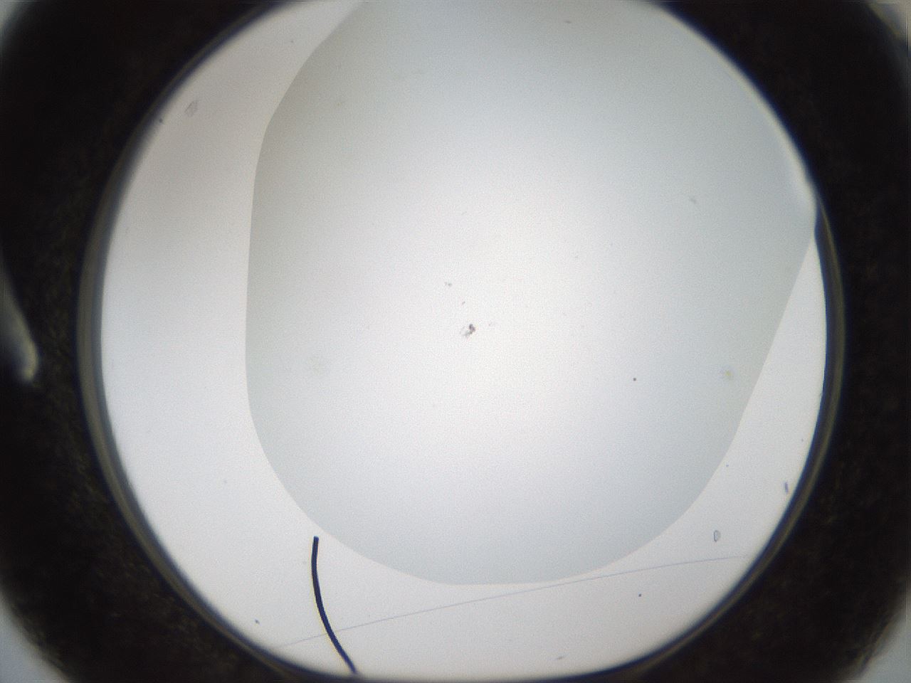 folderID211_plateID1211_batchID3654_wellNum3_profileID1_d1_r67332_ef.jpg