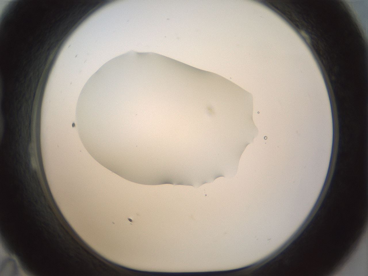 folderID155_plateID1155_batchID3205_wellNum23_profileID1_d1_r62475_ef.jpg