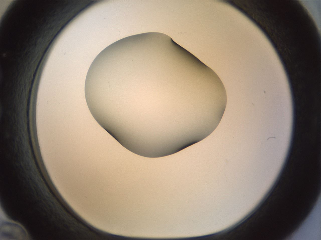 folderID155_plateID1155_batchID3205_wellNum36_profileID1_d1_r62501_ef.jpg