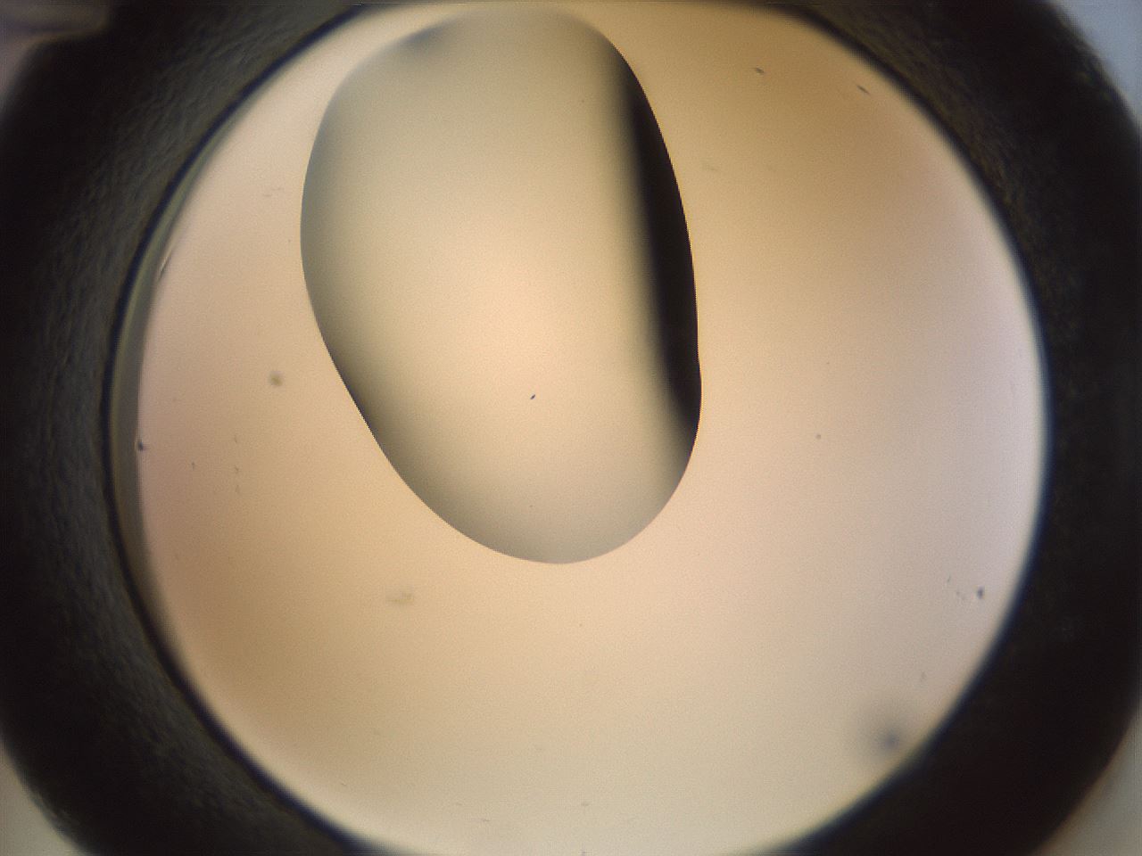 folderID155_plateID1155_batchID3205_wellNum36_profileID1_d2_r62502_ef.jpg