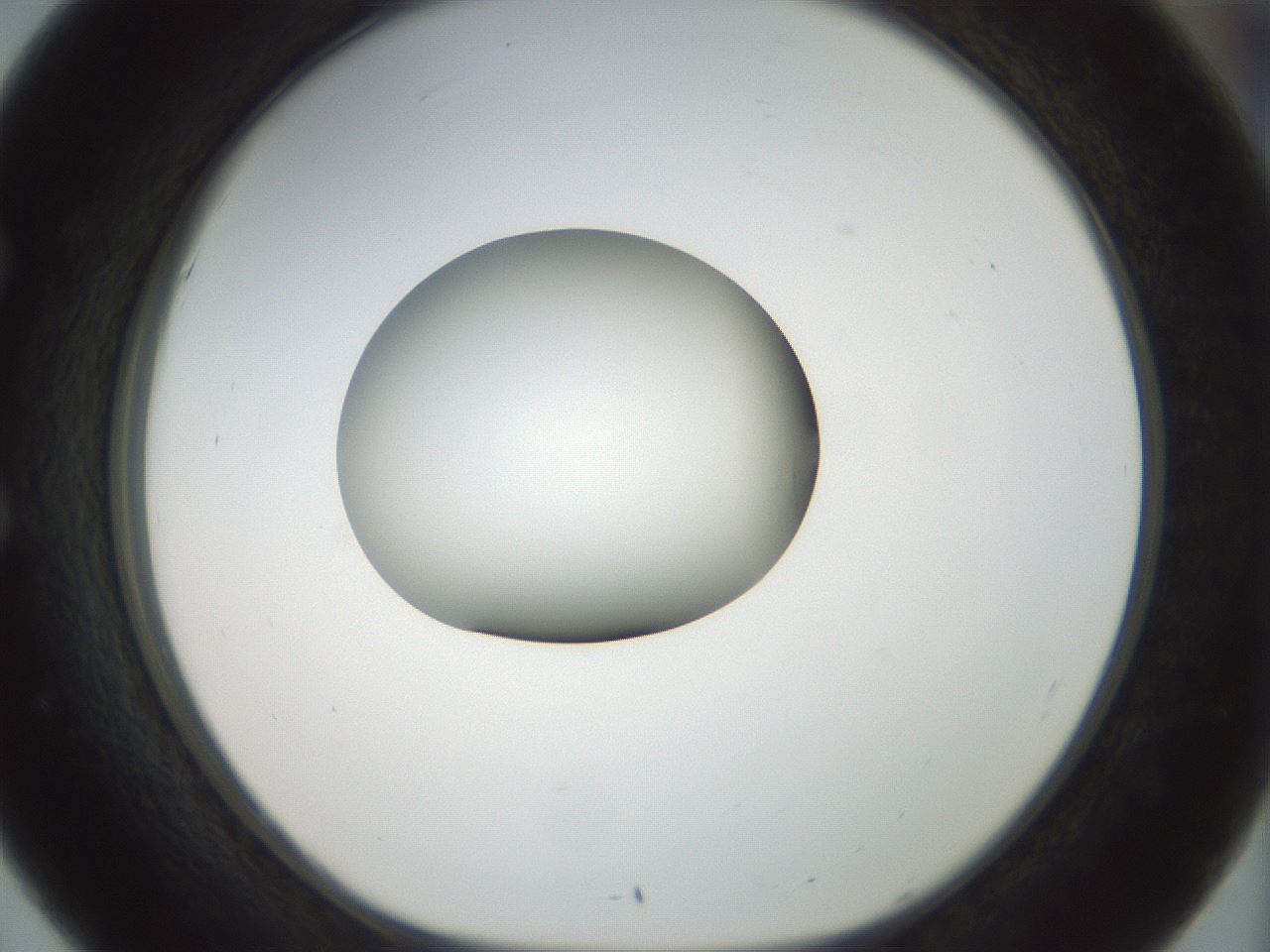 folderID155_plateID1155_batchID3205_wellNum51_profileID1_d1_r62531_ef.jpg