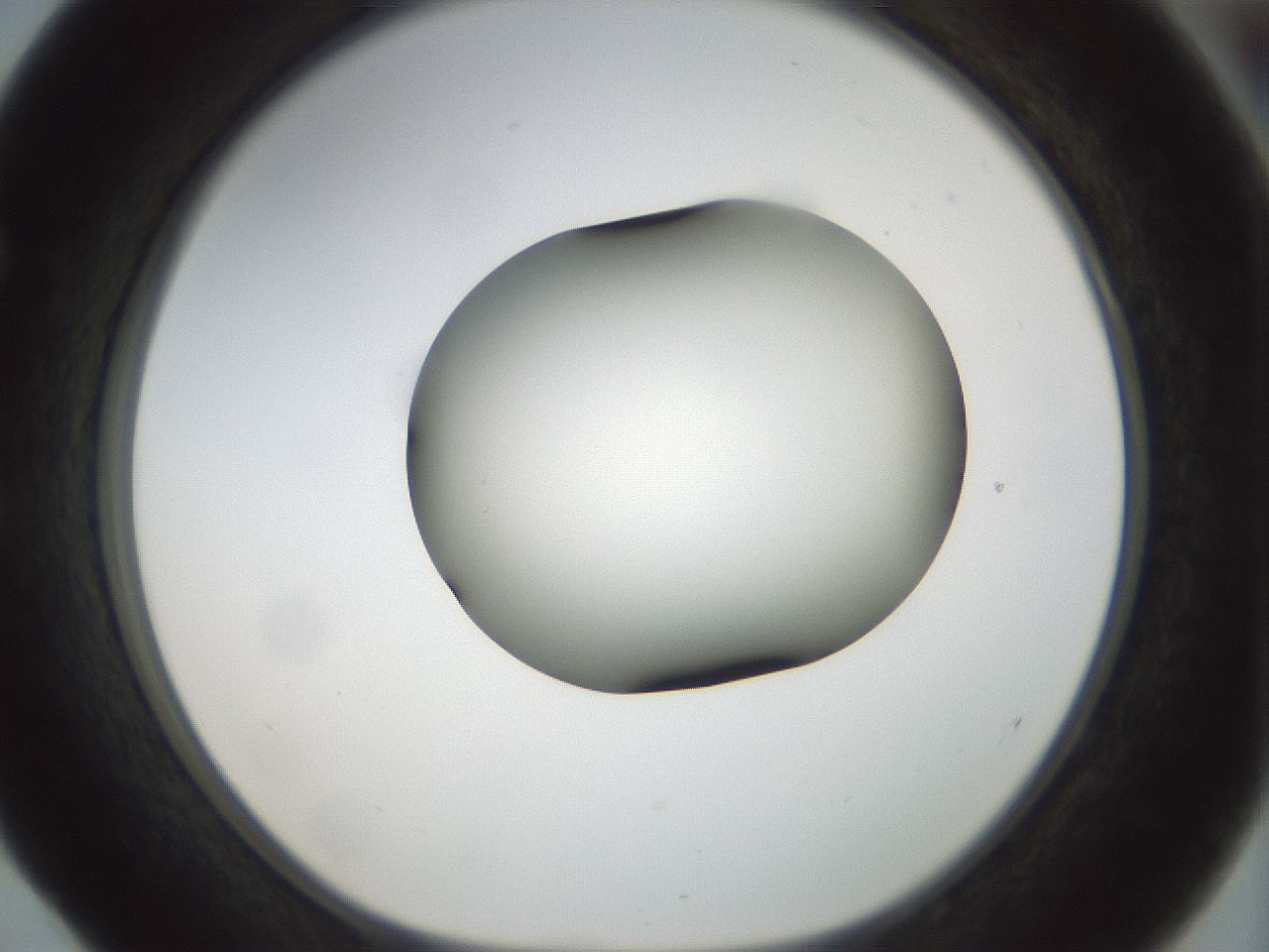 folderID155_plateID1155_batchID3205_wellNum52_profileID1_d1_r62533_ef.jpg