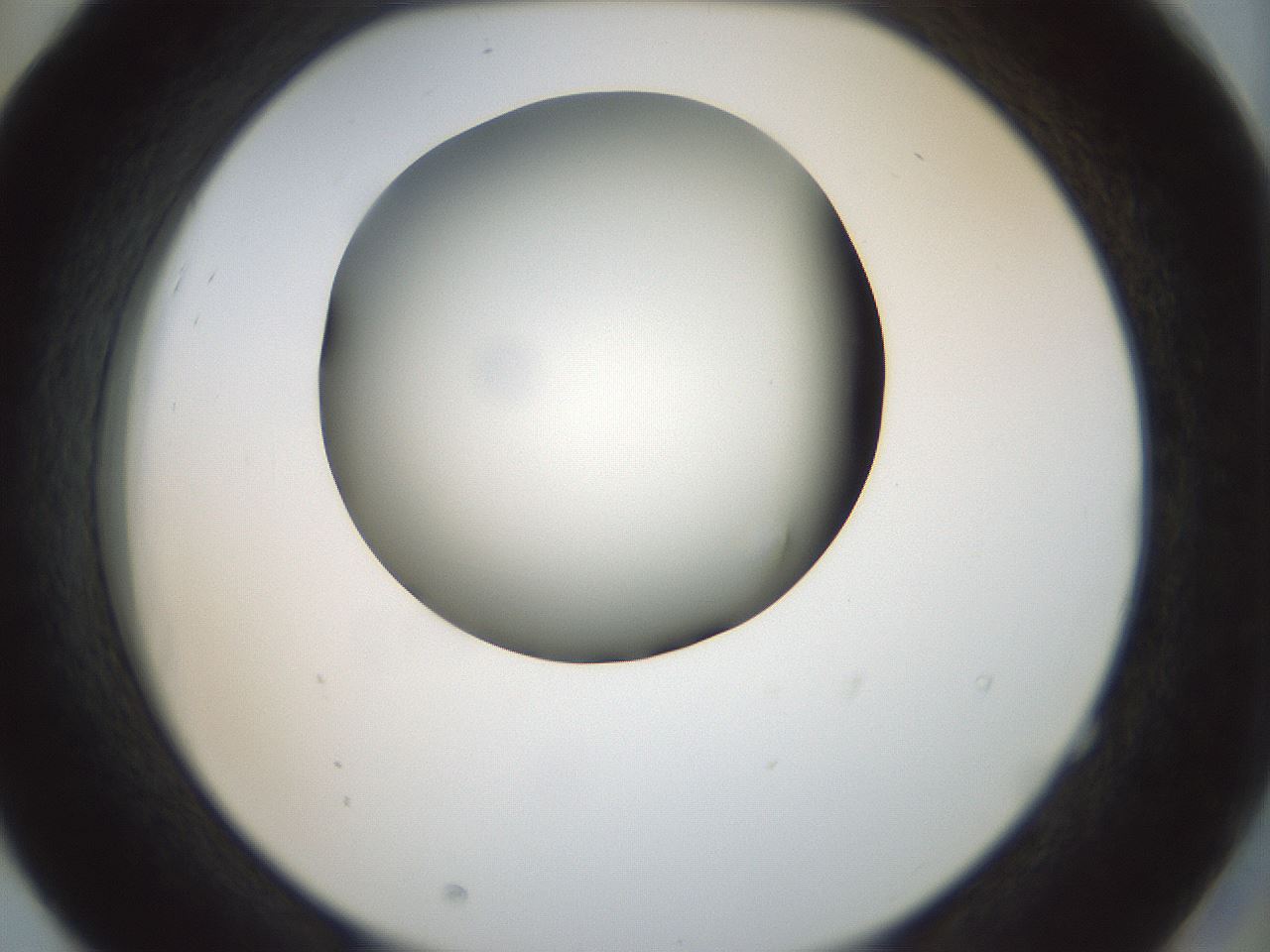 folderID155_plateID1155_batchID3205_wellNum52_profileID1_d2_r62534_ef.jpg