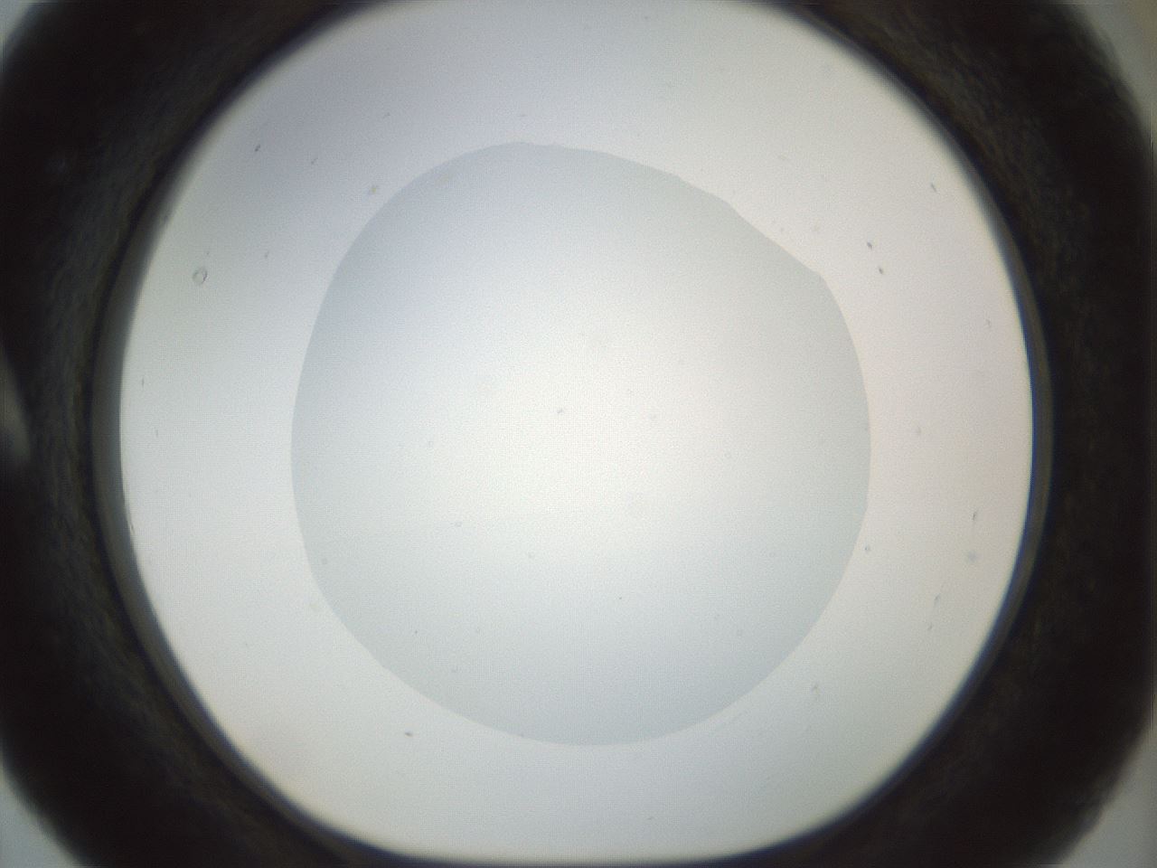 folderID155_plateID1155_batchID3205_wellNum5_profileID1_d1_r62439_ef.jpg