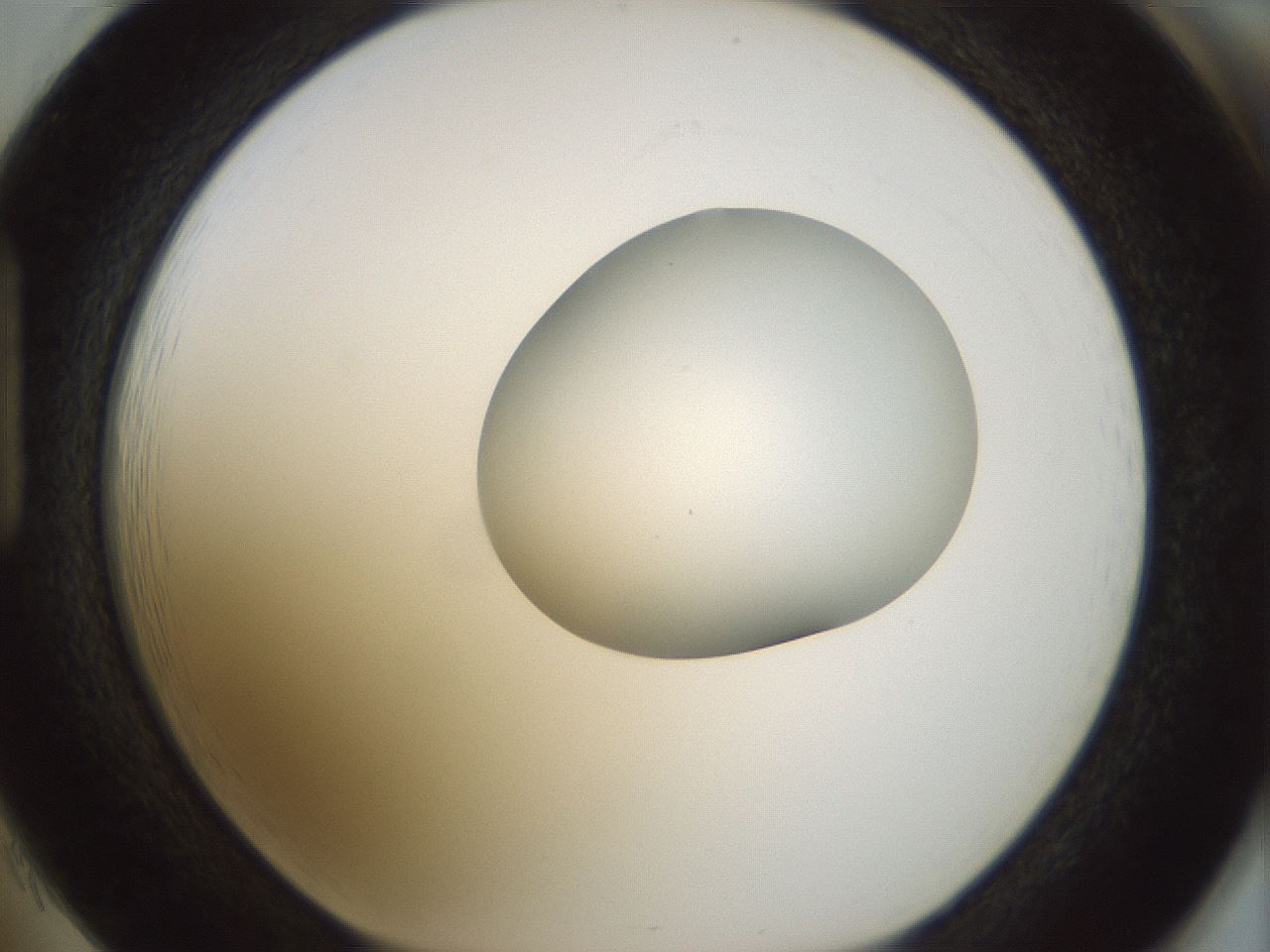 folderID155_plateID1155_batchID3205_wellNum85_profileID1_d1_r62599_ef.jpg