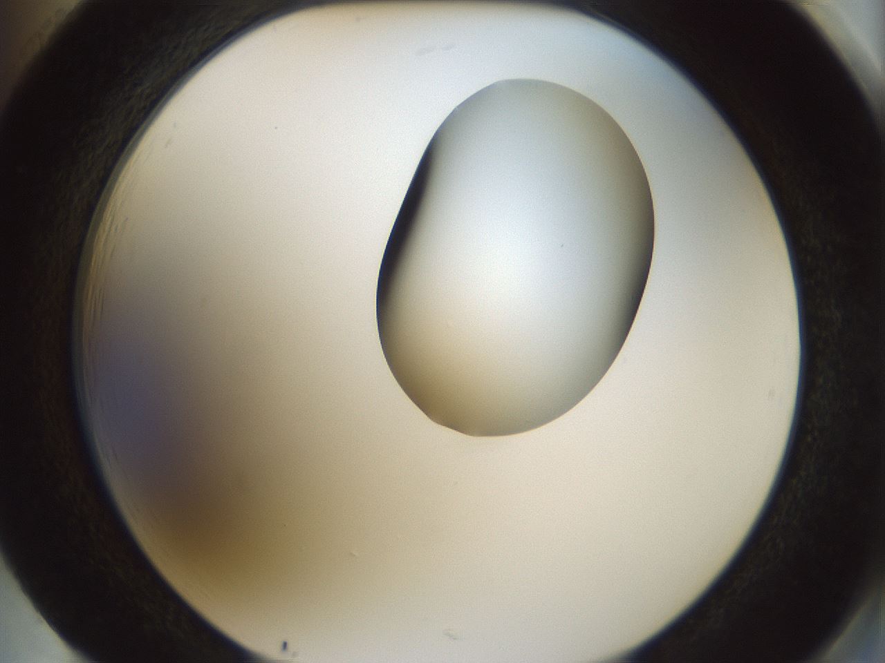 folderID155_plateID1155_batchID3205_wellNum85_profileID1_d2_r62600_ef.jpg