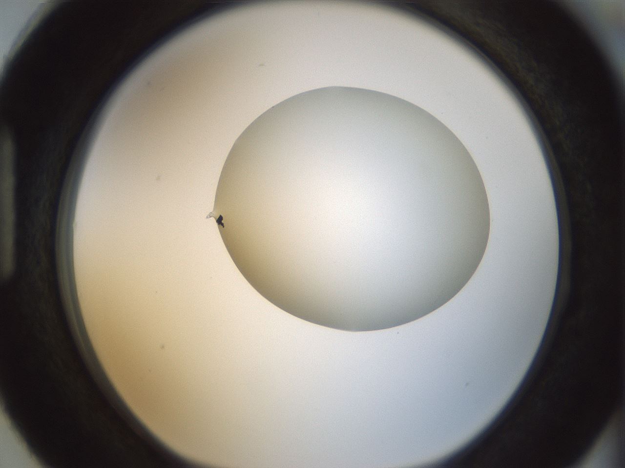 folderID155_plateID1155_batchID3205_wellNum87_profileID1_d1_r62603_ef.jpg