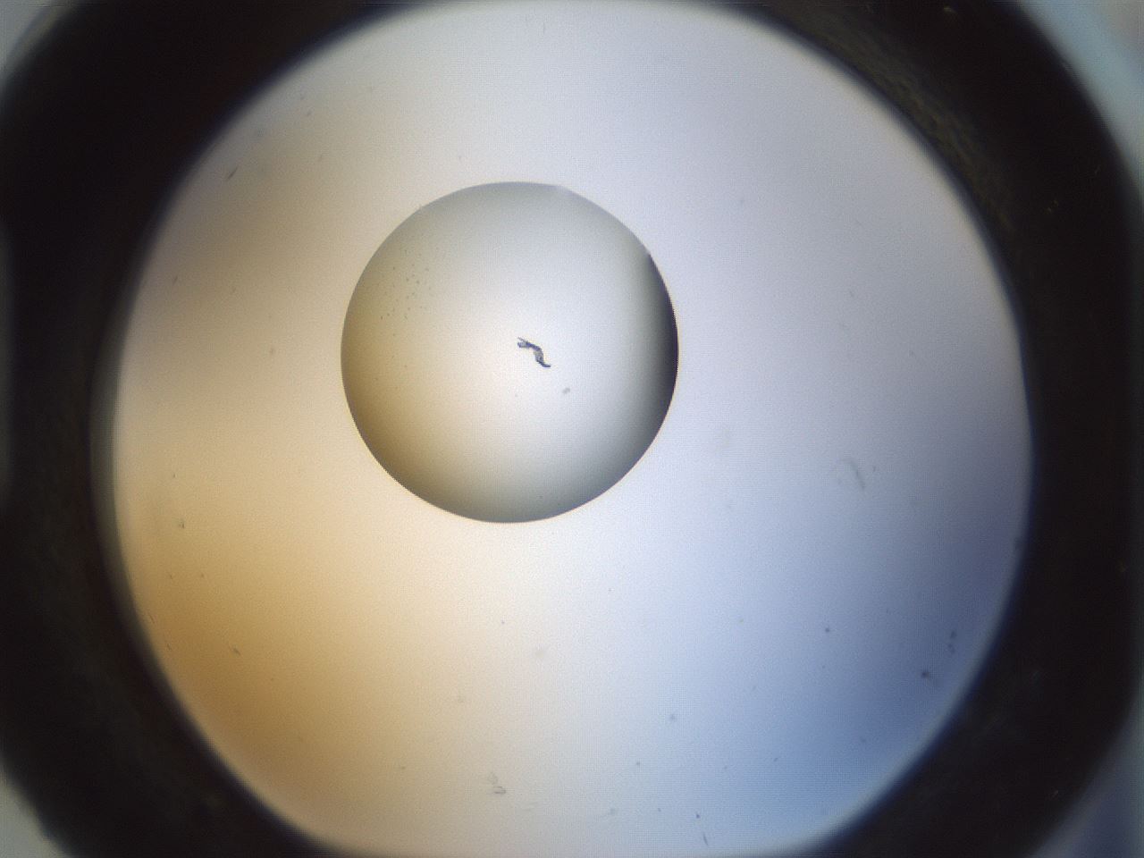 folderID155_plateID1155_batchID3205_wellNum92_profileID1_d1_r62613_ef.jpg