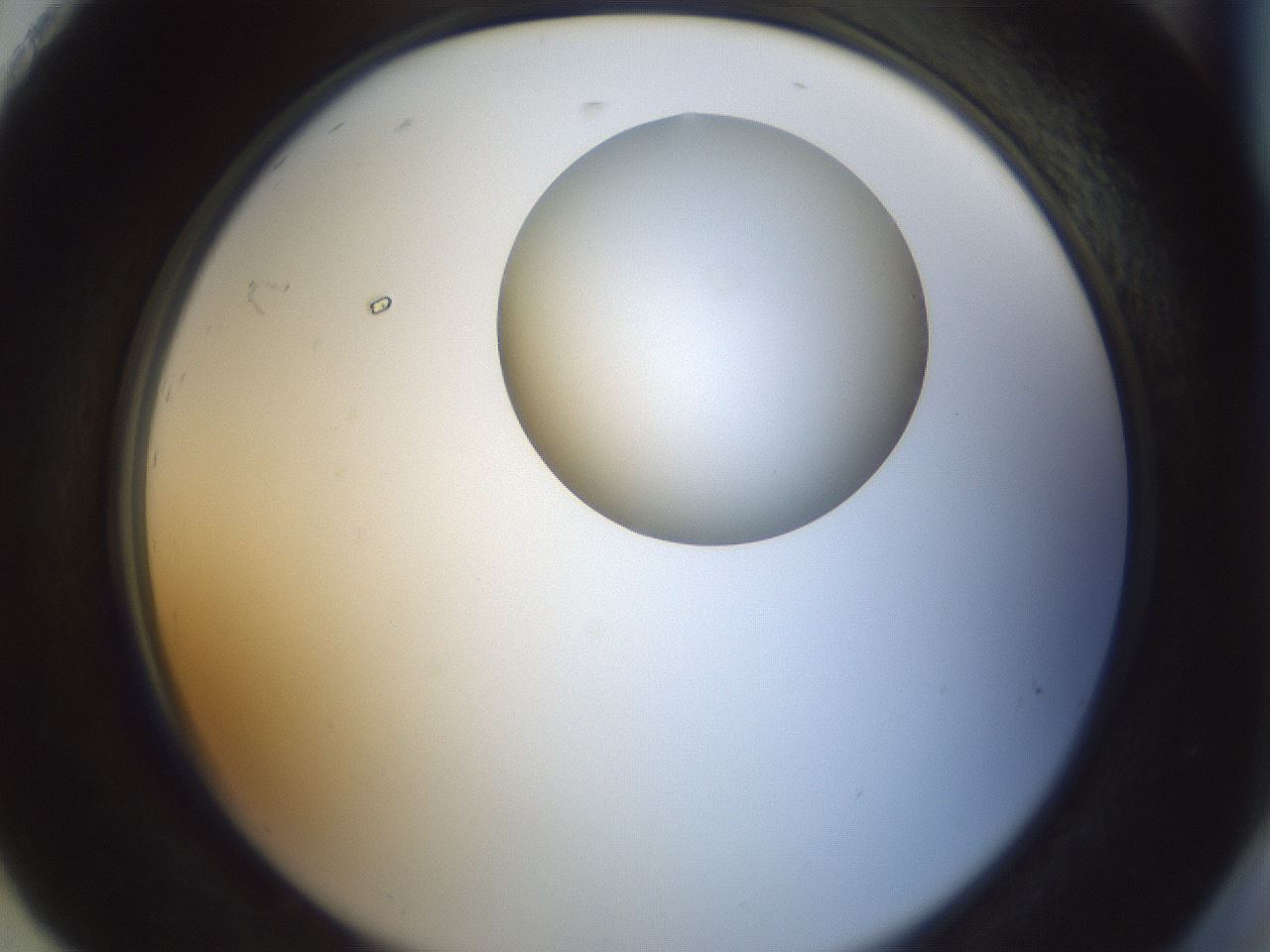 folderID155_plateID1155_batchID3205_wellNum92_profileID1_d2_r62614_ef.jpg