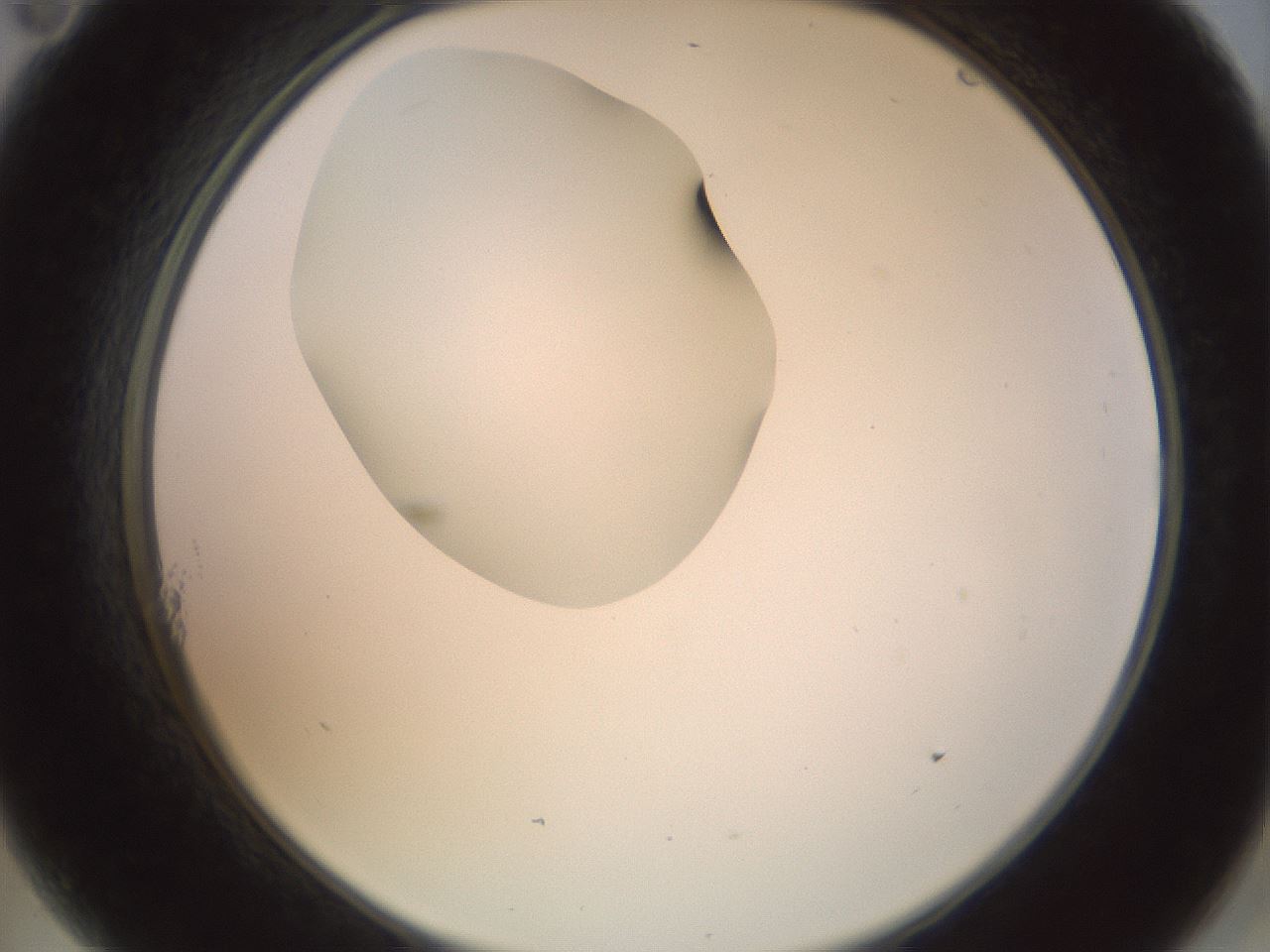 folderID156_plateID1156_batchID3128_wellNum11_profileID1_d2_r63604_ef.jpg