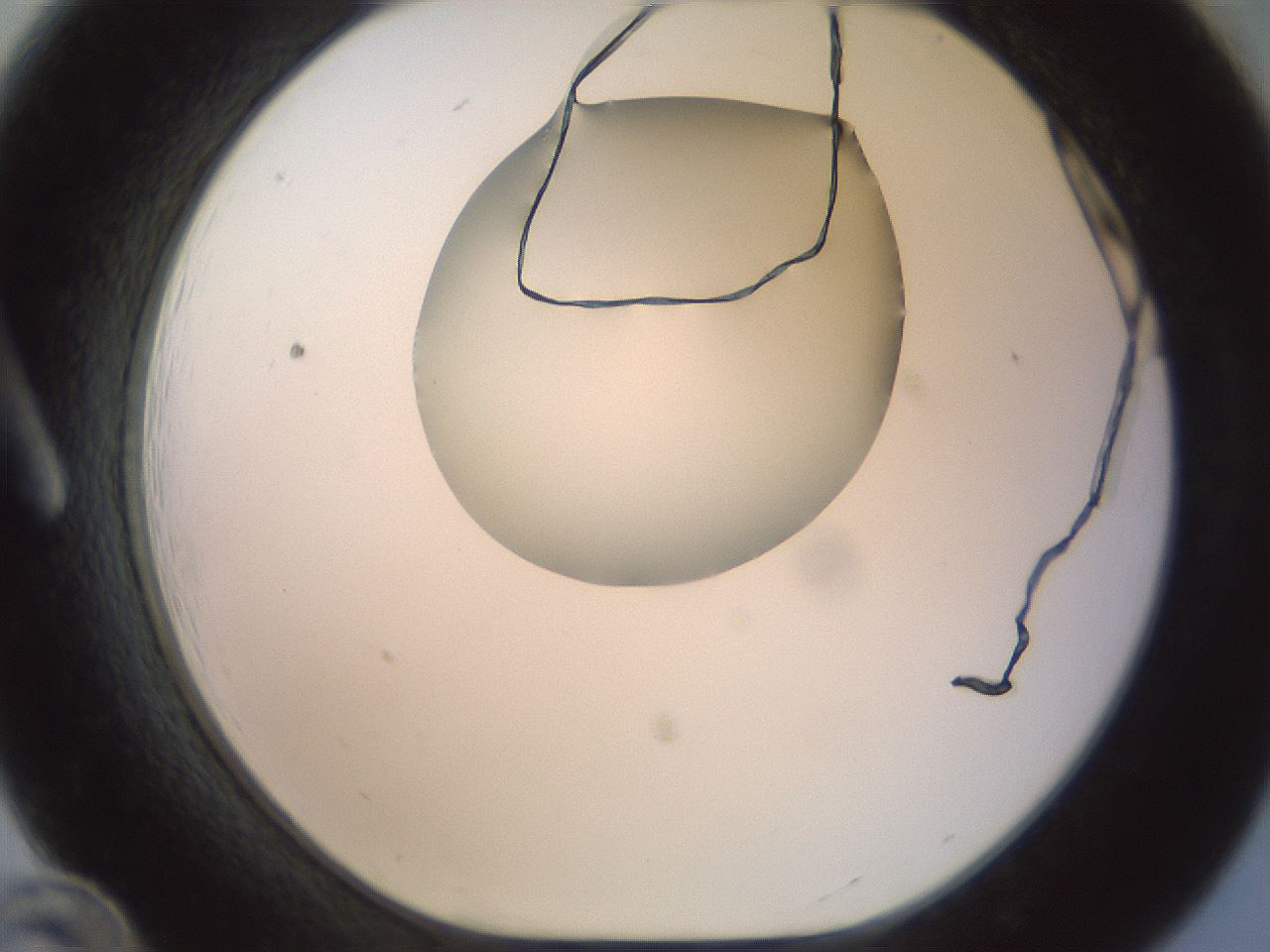 folderID156_plateID1156_batchID3128_wellNum12_profileID1_d1_r63605_ef.jpg