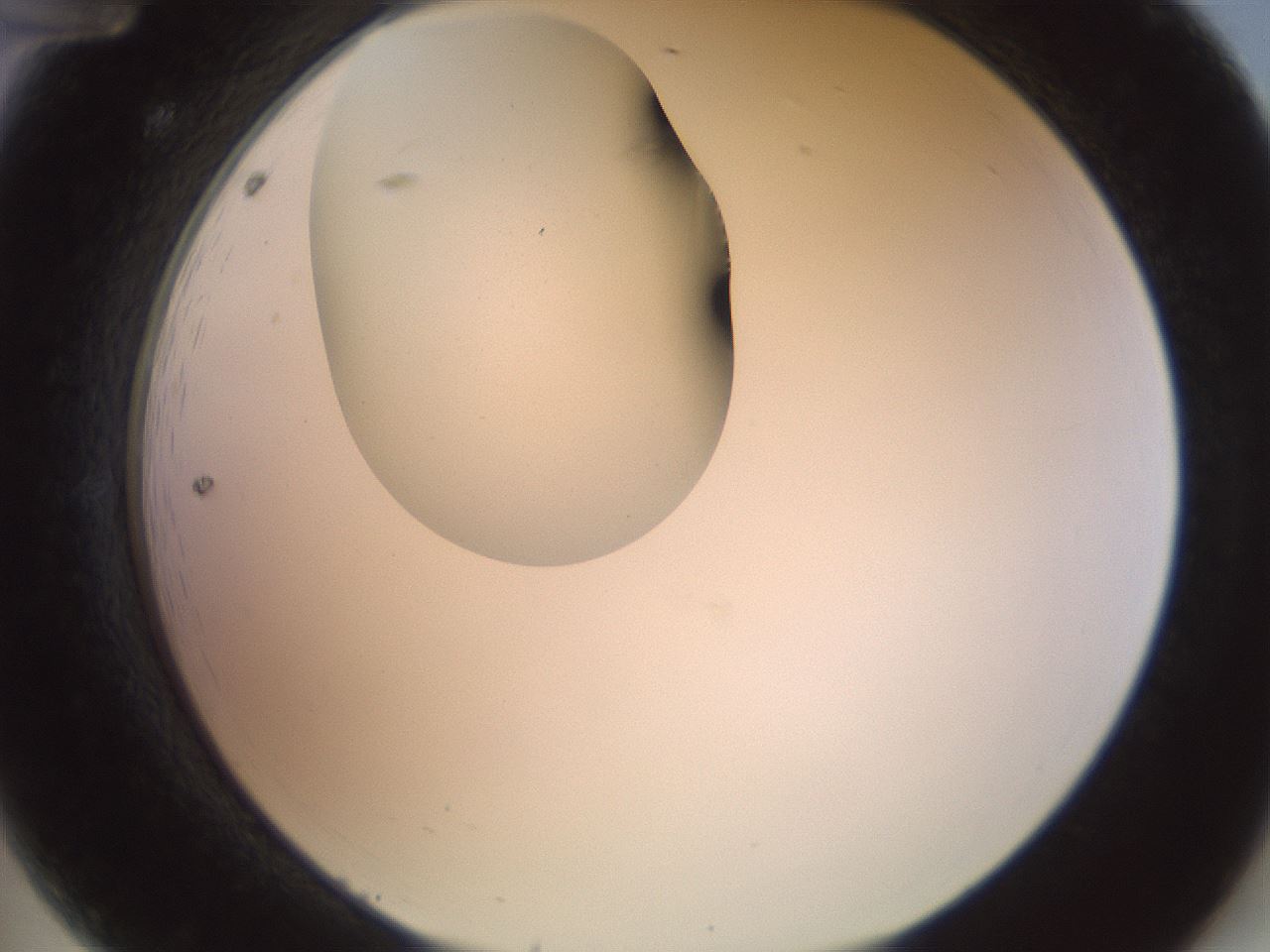 folderID156_plateID1156_batchID3128_wellNum12_profileID1_d2_r63606_ef.jpg