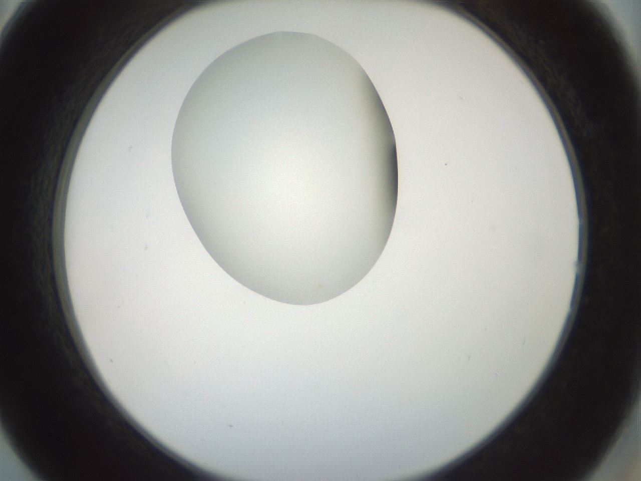 folderID156_plateID1156_batchID3128_wellNum14_profileID1_d2_r63610_ef.jpg