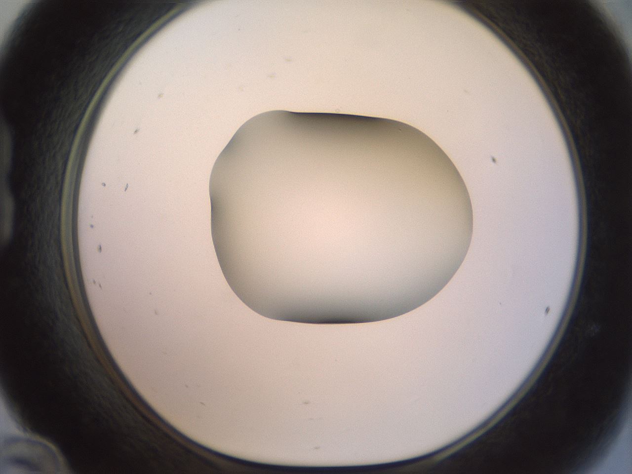 folderID156_plateID1156_batchID3128_wellNum24_profileID1_d1_r63629_ef.jpg