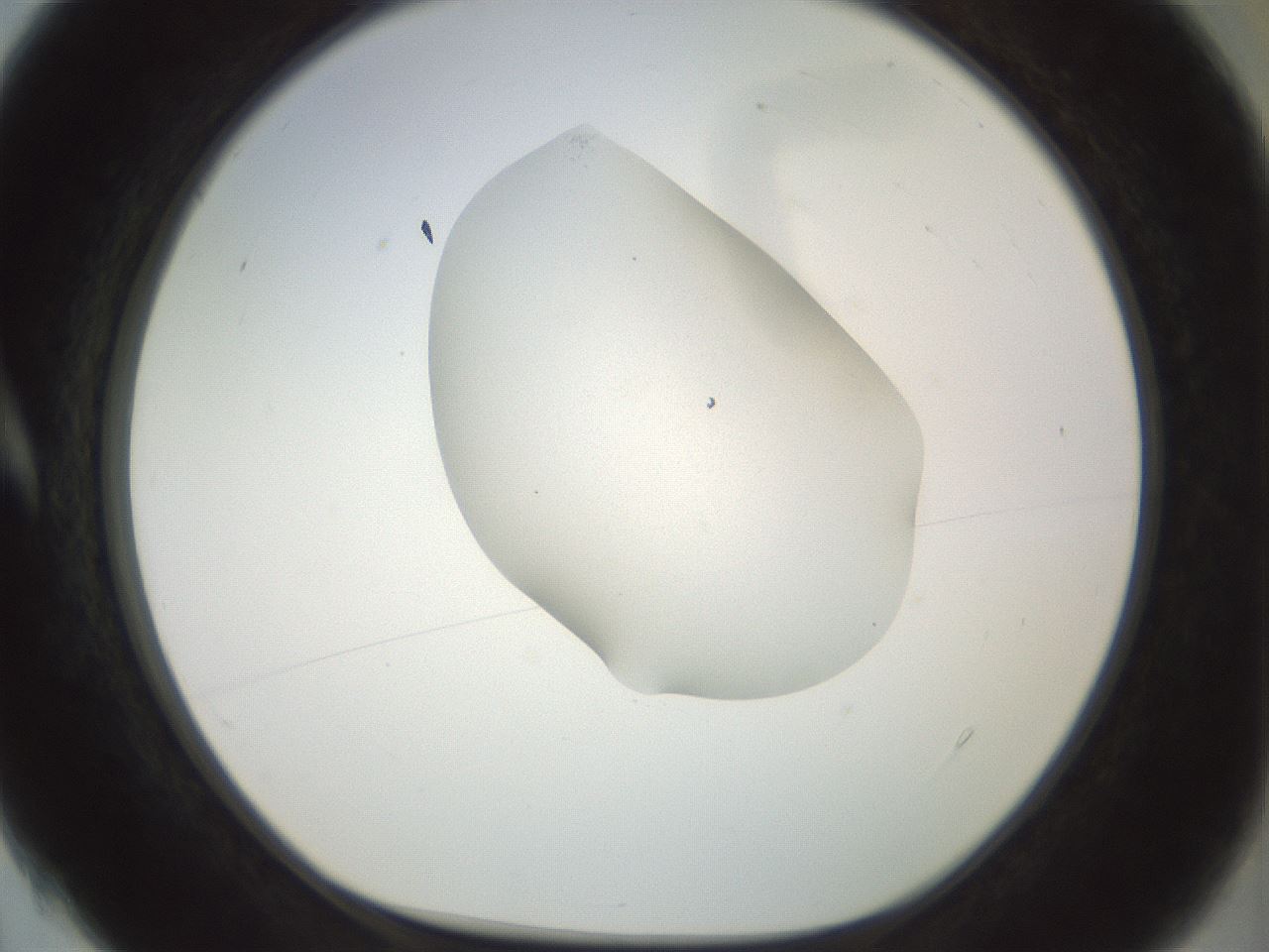 folderID156_plateID1156_batchID3128_wellNum4_profileID1_d1_r63589_ef.jpg
