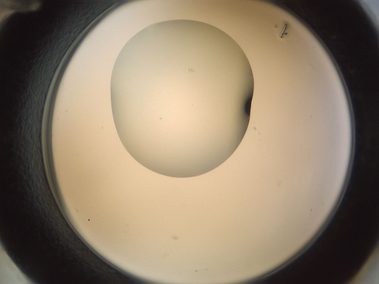 folderID156_plateID1156_batchID3128_wellNum60_profileID1_d2_r63702_ef.jpg