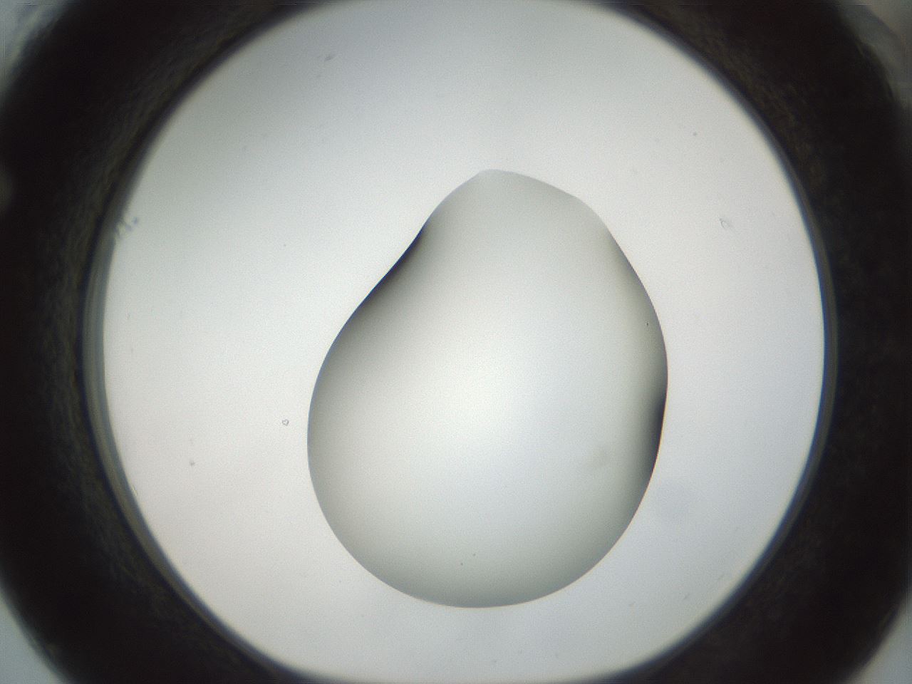 folderID156_plateID1156_batchID3128_wellNum61_profileID1_d1_r63703_ef.jpg