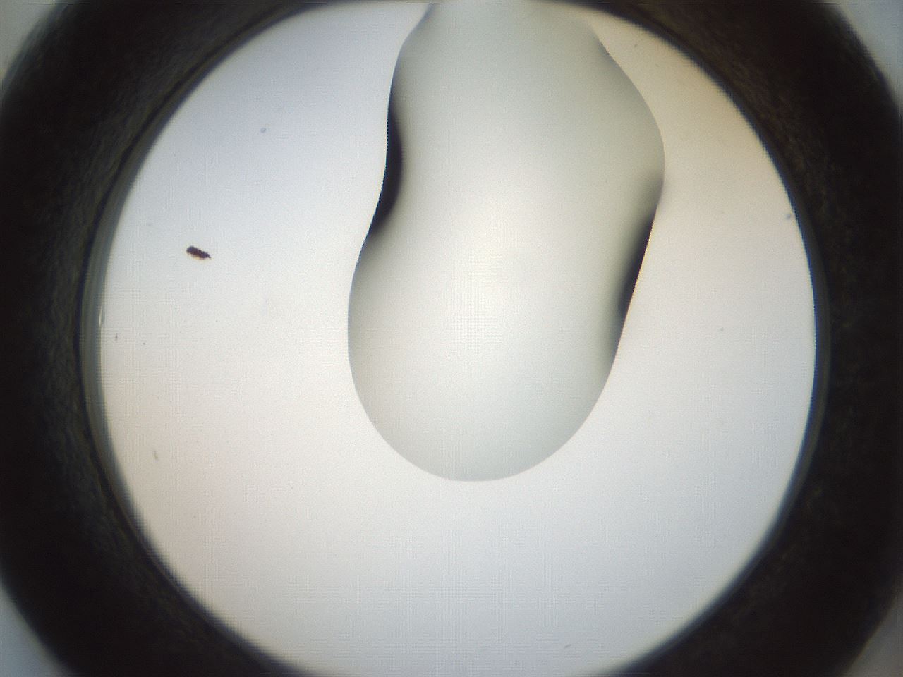 folderID156_plateID1156_batchID3128_wellNum61_profileID1_d2_r63704_ef.jpg