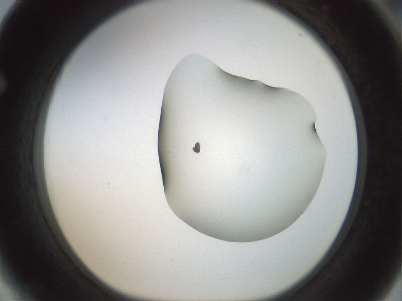 folderID156_plateID1156_batchID3128_wellNum64_profileID1_d1_r63709_ef.jpg