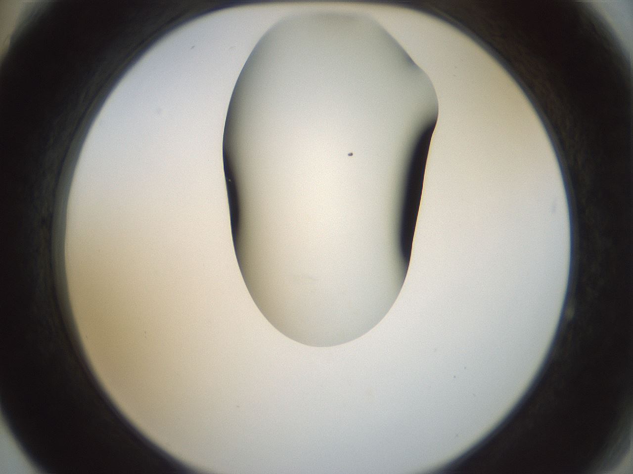folderID156_plateID1156_batchID3128_wellNum64_profileID1_d2_r63710_ef.jpg